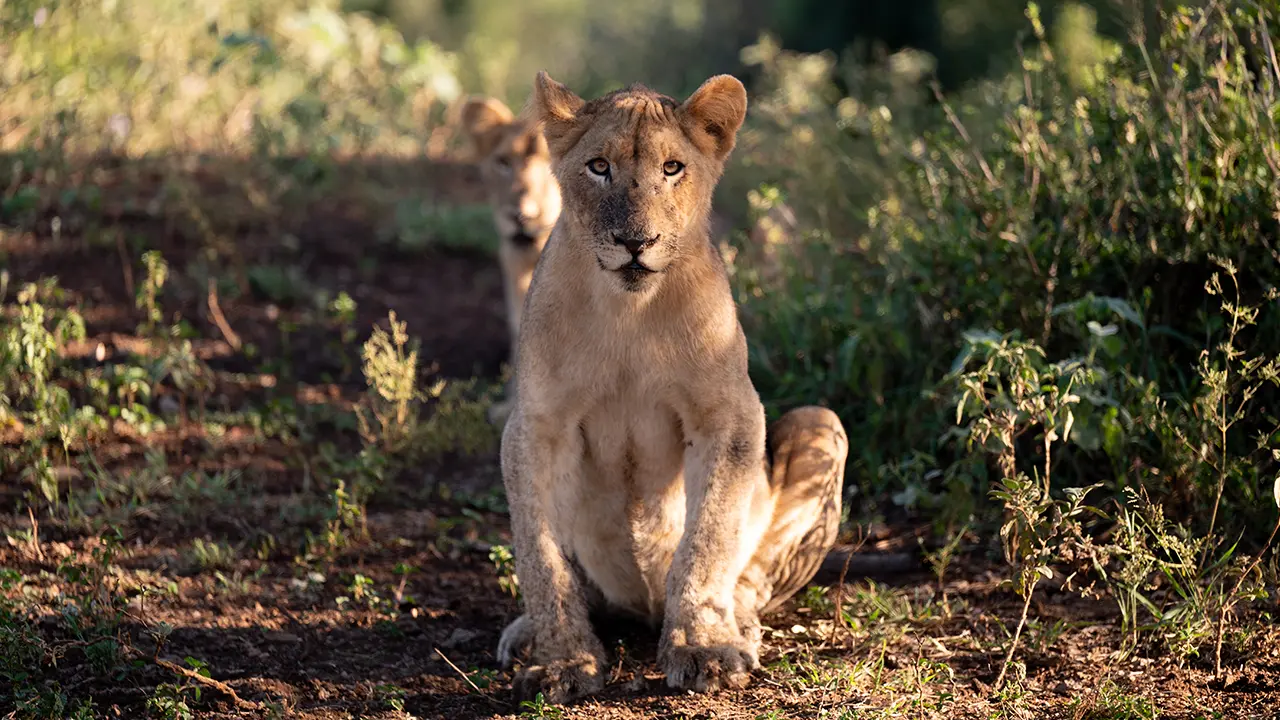 Two young lions sitting alertly on the ground in the sun-dappled bushveld at Manyoni Private Game Reserve, with one cub in the foreground and another slightly blurred behind it.
