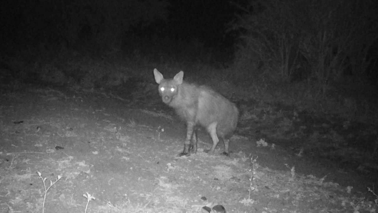 A night-time infrared camera trap photograph of a rare brown hyena standing on a dirt path with its eyes reflecting light in the bushveld at Manyoni Private Game Reserve.