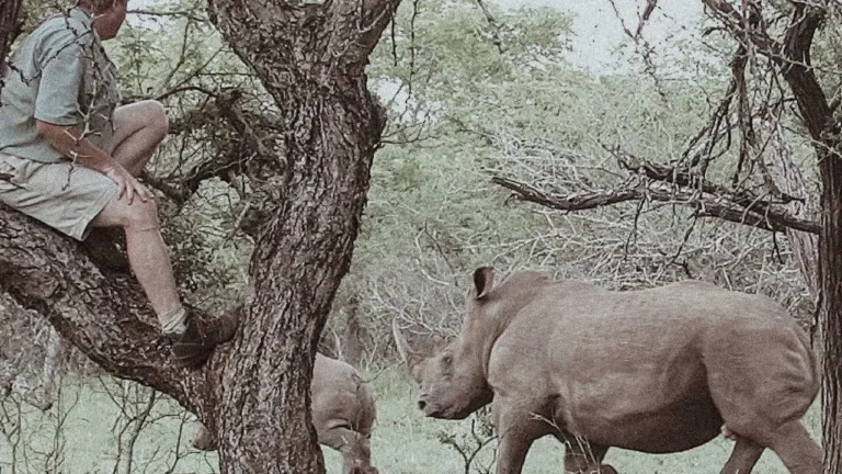 A historical photograph of a guide perched safely in a tree, observing a white rhino and its calf walking through the bushveld at Manyoni Private Game Reserve.