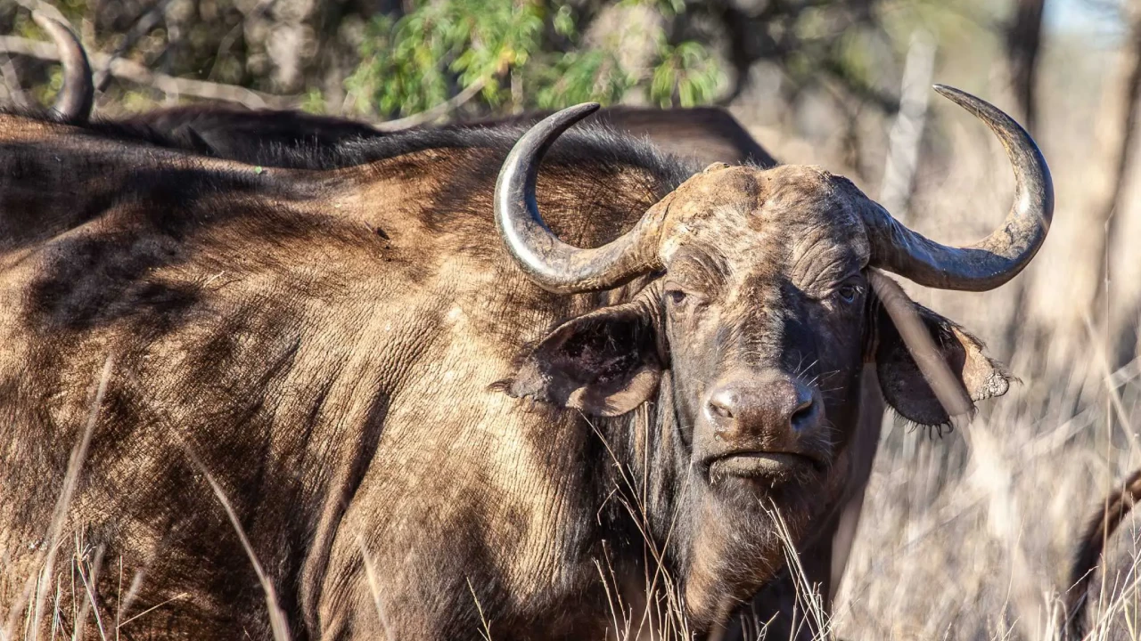 A close-up photograph of a Cape buffalo with large, curved horns looking toward the camera in the dry grass at Manyoni Private Game Reserve.