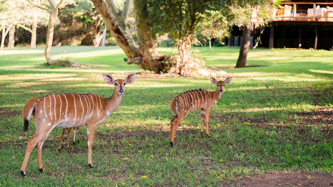 Two female nyala antelopes standing on the manicured green lawn of Rhino River Lodge, with the elevated wooden deck of the lodge visible in the background.