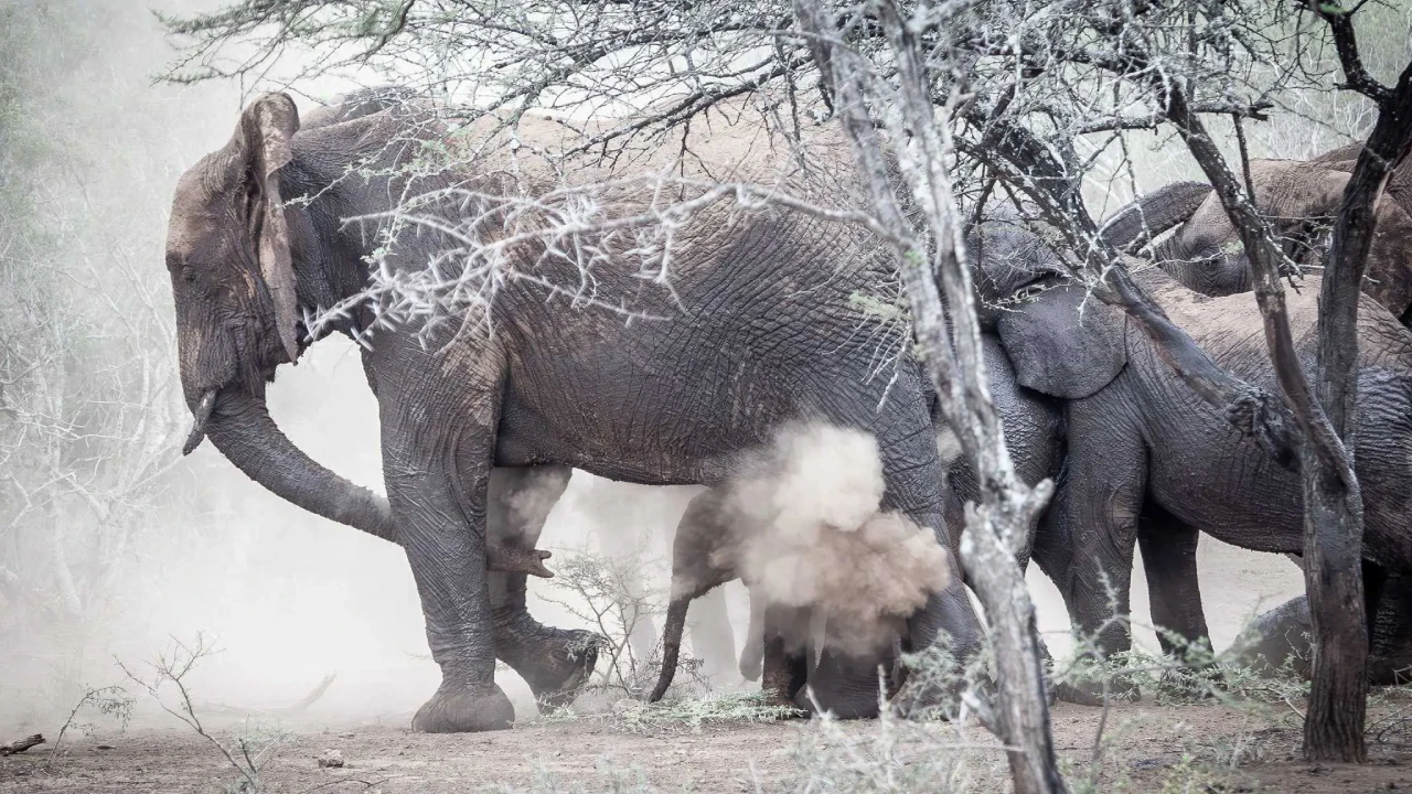 A black and white style photograph of a breeding herd of African elephants dusting themselves, kicking up a cloud of fine dirt in the bushveld at Manyoni Private Game Reserve.
