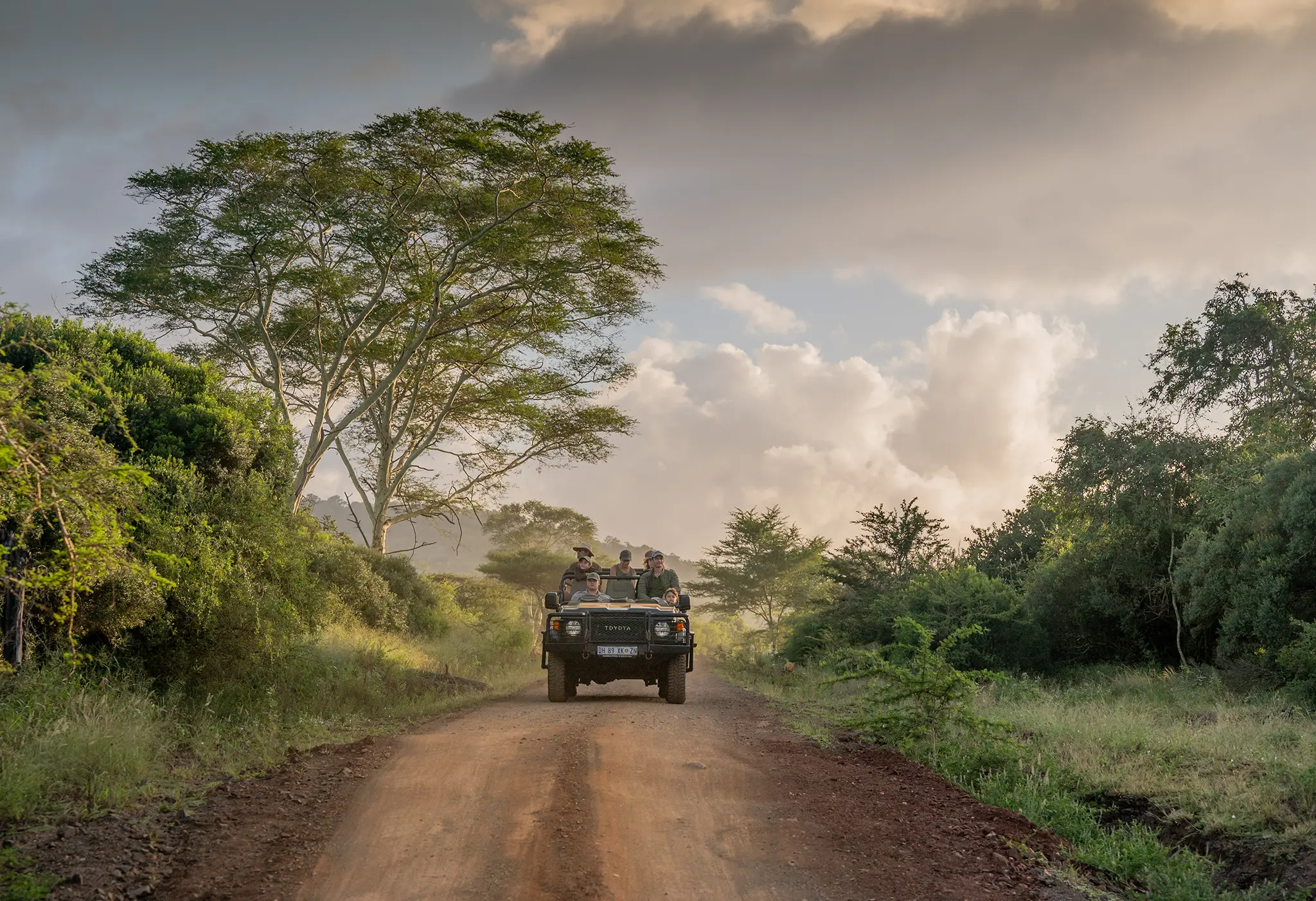 An open safari vehicle filled with guests driving down a dirt road during a game drive, surrounded by thick green bush and a large acacia tree under a soft, cloudy afternoon sky at Manyoni Private Game Reserve.