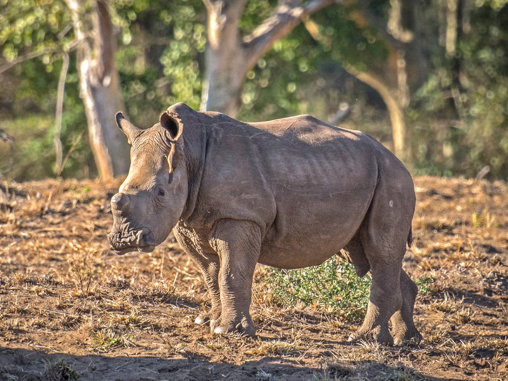 A young white rhino calf standing alert on the dry, sunlit ground with a background of thick fever trees at Manyoni Private Game Reserve.