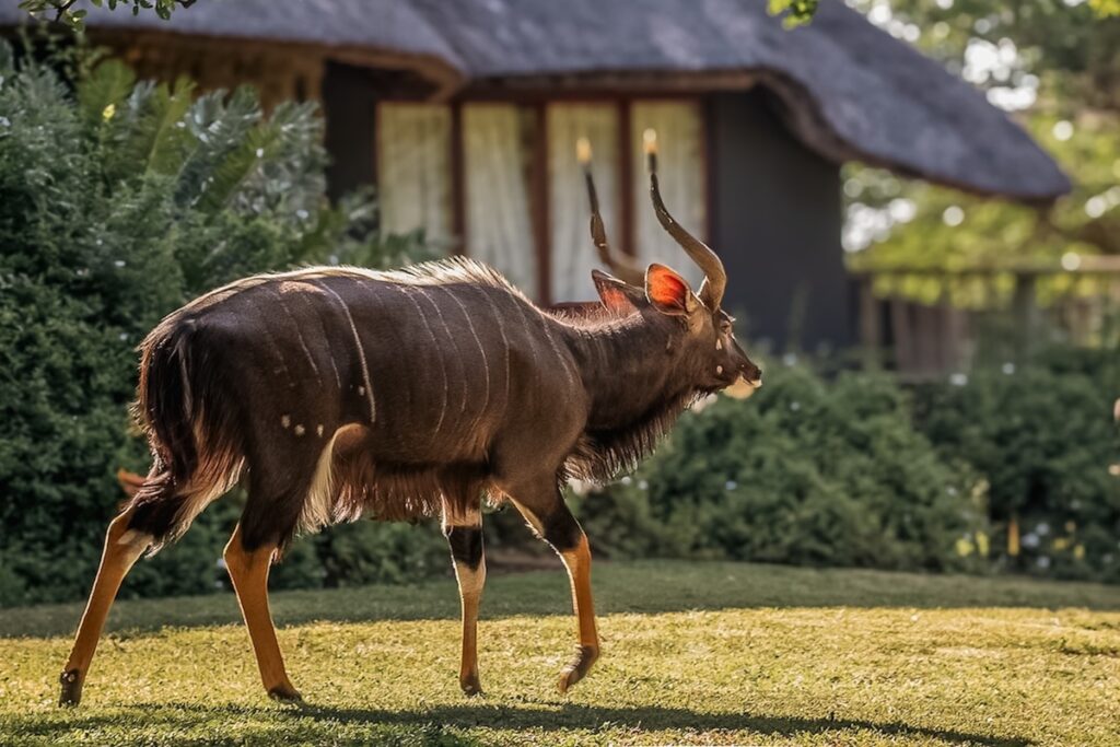 Male nyala in front of lodge
