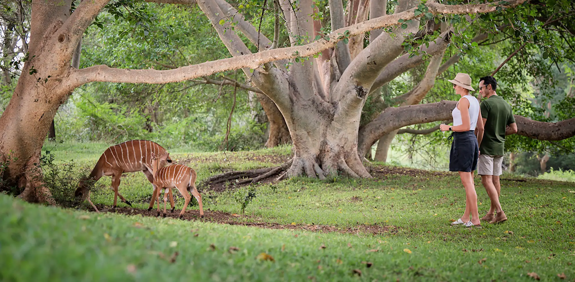 Your Drive-to Safari Holiday in KwaZulu-Natal