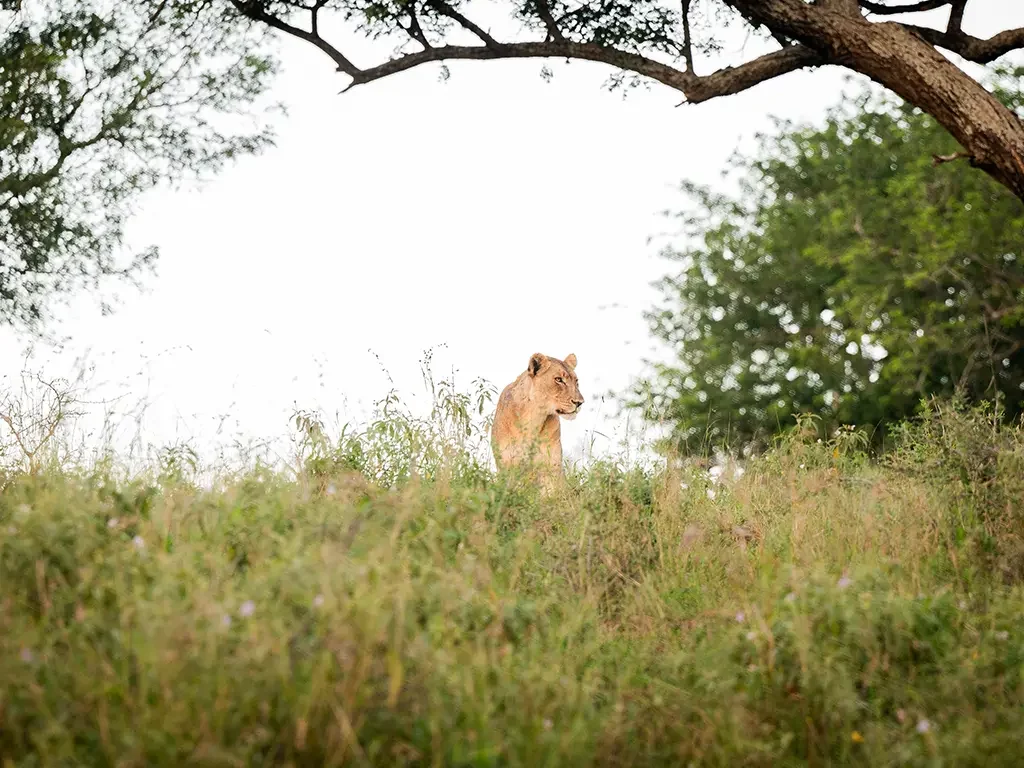 rrl_safari_afternoon_1